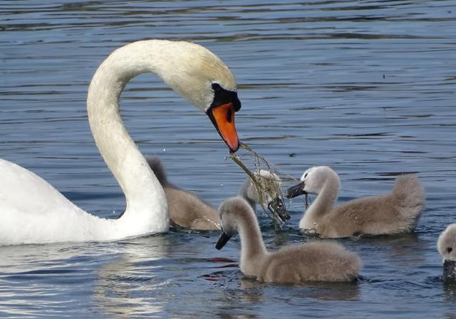 丑小鸭变白天鹅时间的魔法如何让孩子明白现实和童话