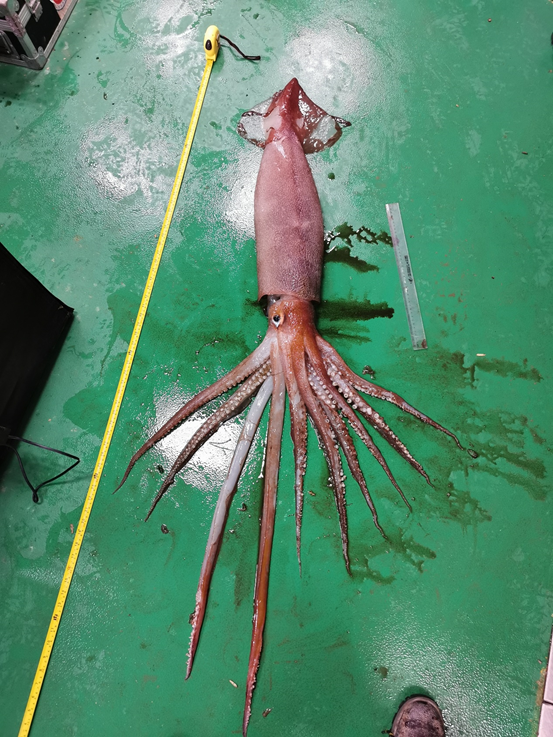 南极行·队员日志