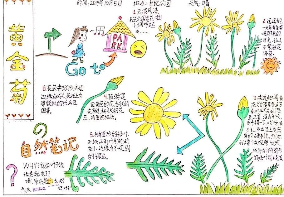 滑动查看更多图片一(1)时同学《雏菊》一(1)张同学 《向日葵》三(1)叶