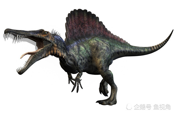 棘龙(学名:spinosaurus),也叫棘背龙,属于棘龙科棘龙属下一种大型兽脚