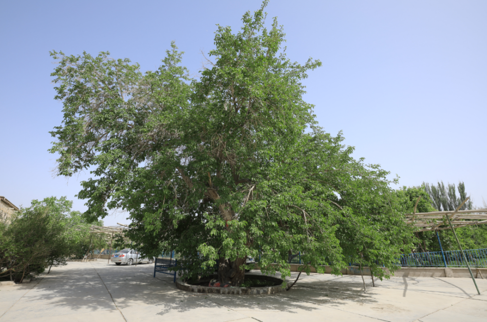 库尔勒英下乡逛多肉园逛巴扎百年大桑树见证爱情还有攒劲的夜市