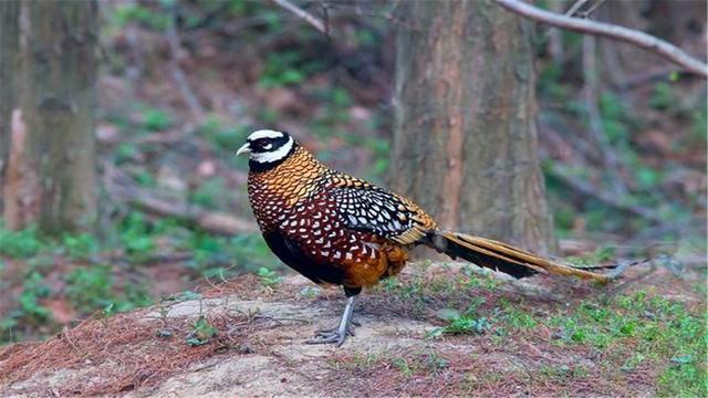 野生长尾鸡在河南董寨现身娇俏玲珑惹人爱还相当顾家