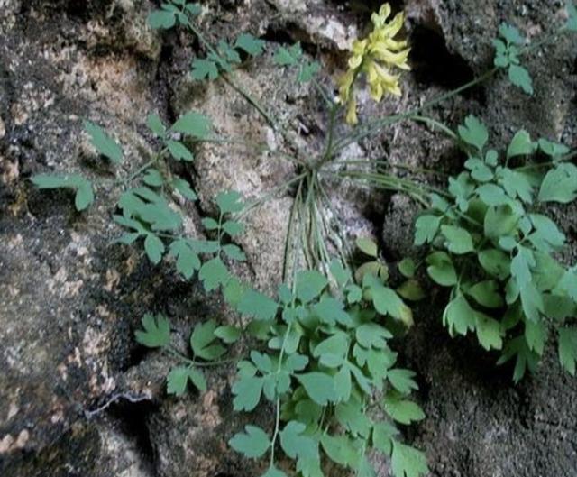 1种"岩黄连"价值高,若在石缝里看到,记得珍惜,块茎也珍贵!