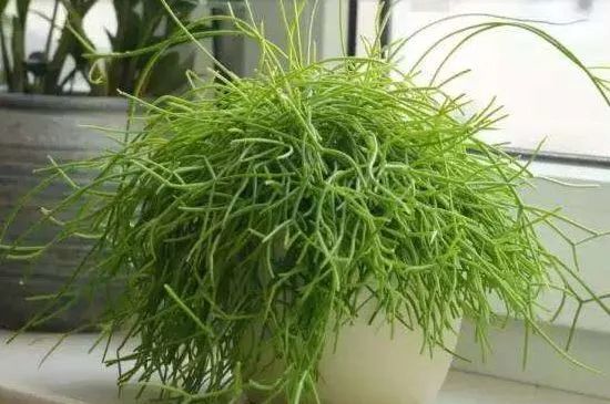 想让植物和猫共存 可以养这些植物 对猫咪无害 腾讯新闻