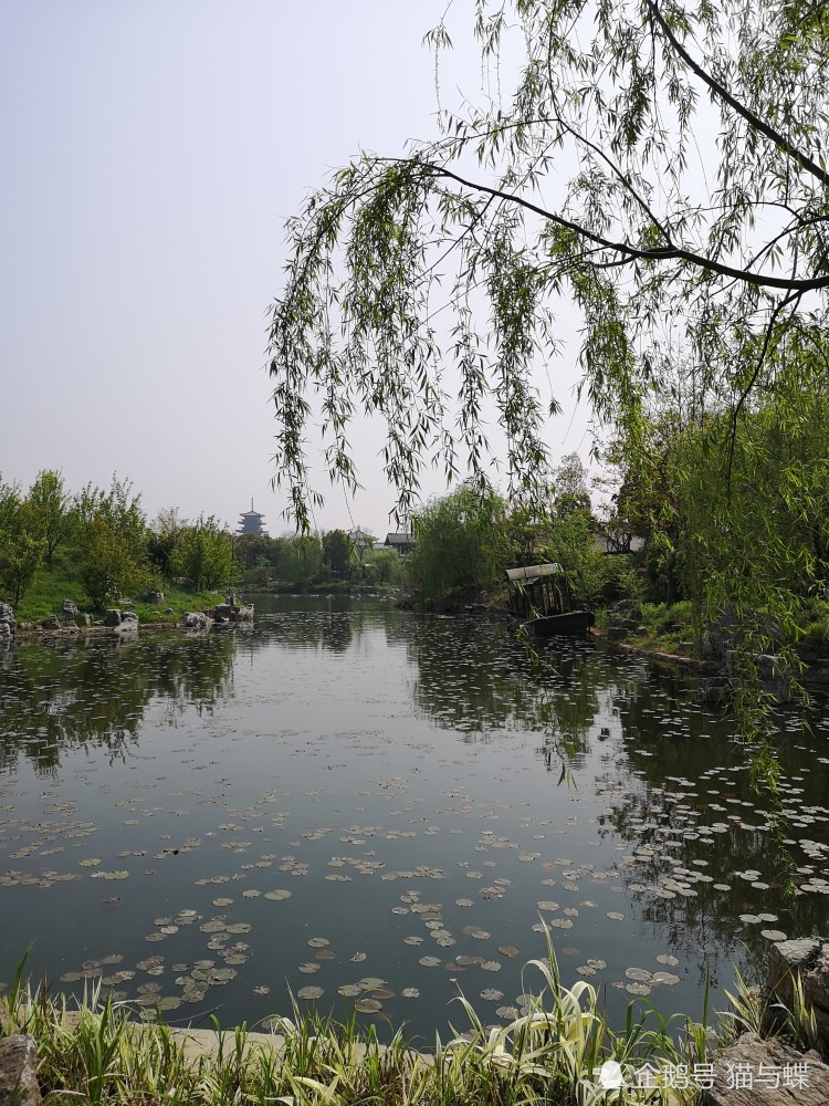 五月 春末夏初 麦田 桑蚕 荷花 竹叶 青梅 芭蕉 蝉鸣 蛙叫 腾讯新闻