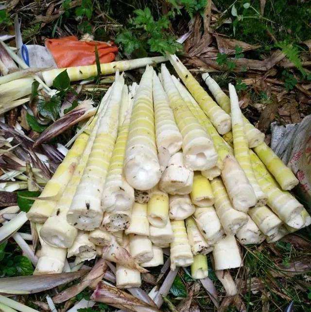 贵州桐梓号称"方竹笋之乡",在秋冬才采摘的方竹笋你了解吗