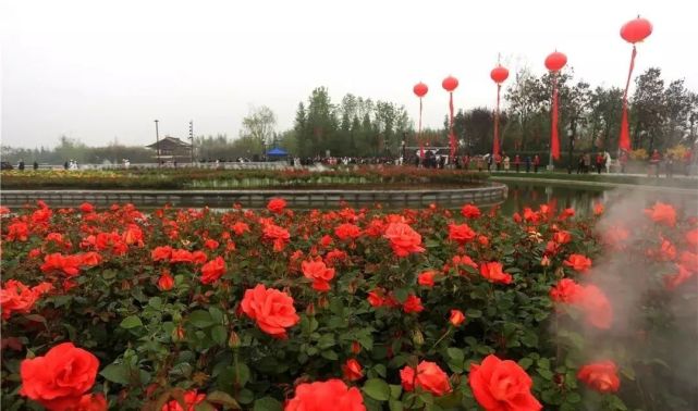 南阳月季开正艳城区五纵四横9条道路成花园内附赏月季攻略 南阳 南阳月季博览园 月季公园