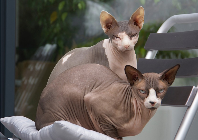 盘点世界五大丑猫有人觉得可爱根本无法接受