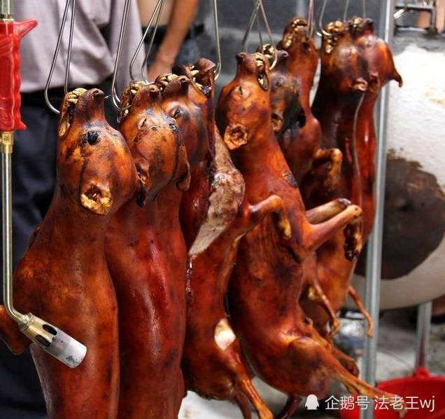 我们该如何保护人类最好的朋友:狗狗,人们该不该杀狗食用狗肉?