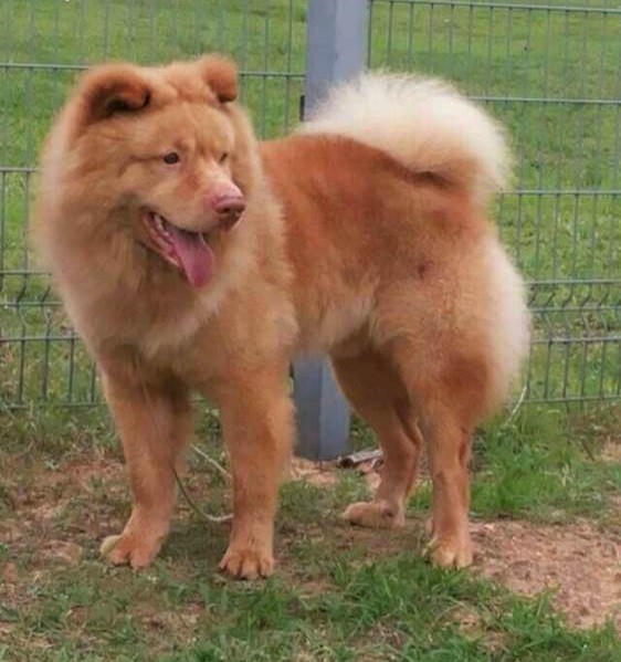 东莞五红狗东莞五红狗又称"长毛五红狗",民间俗称"蓬毛狗",也被认为是