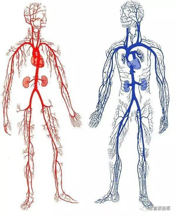 开篇:血管那些事|血管|静脉|动脉|手术治疗|瓣膜|动脉瘤|静脉曲张