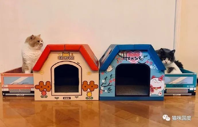 铲屎官给猫咪做了两个小房子,可是