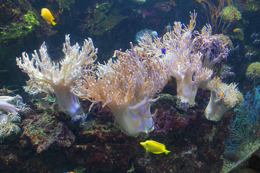 "渐行渐远"的美丽珊瑚礁,它是众多海洋生物栖息的岛屿!_腾讯新闻