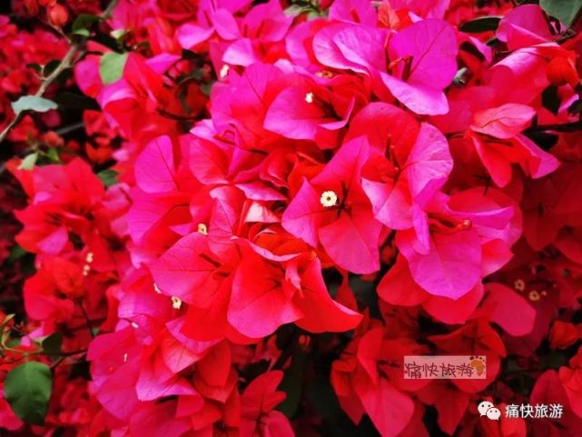 自贡火车站美丽绽放的三角梅 你见过吗 三角梅 自贡火车站