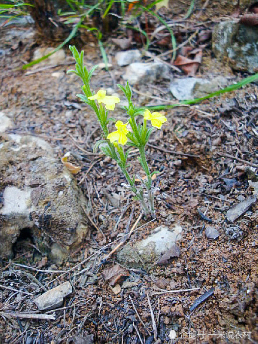 它才是"百草之王",长在路边常忽视,却如此珍贵,90元一两