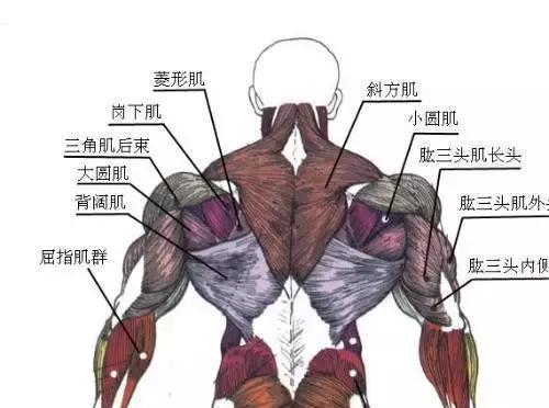 摆脱背部酸疼 练出强大的背肌 你需要这7个王牌动作 腾讯新闻