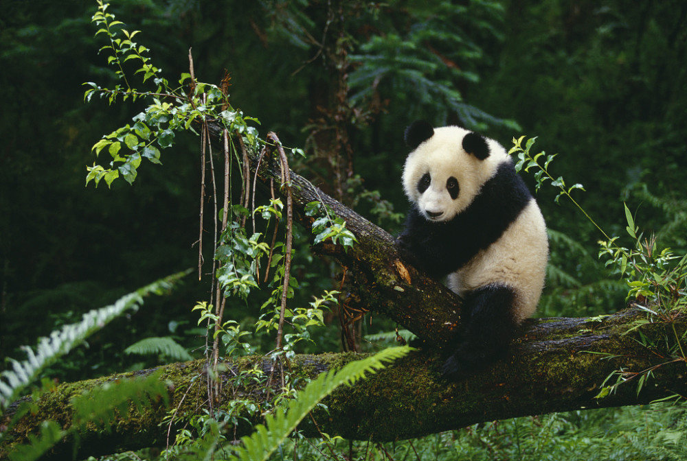 从古自今,猎杀熊猫的行为一直存在,上世纪还有人拿熊猫肉去喂猪