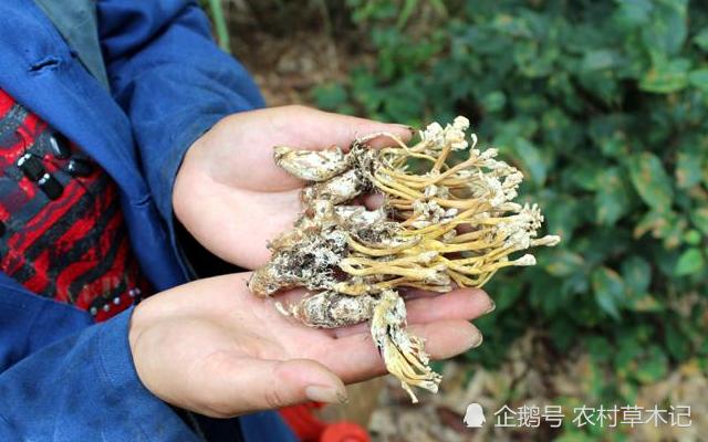 據瞭解得知,蟬花是一種非常珍貴的藥材,它可用於製作金蟬花老鴨湯和