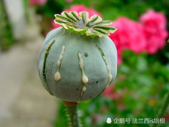 罂粟止痛镇静上瘾只属于神的植物人类无力掌控
