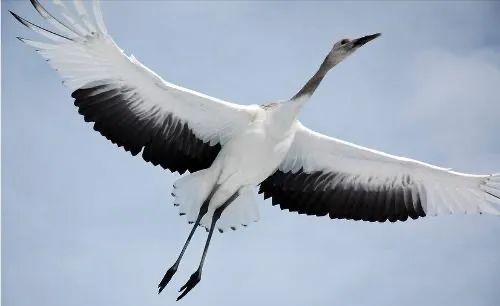 而自然界中丹顶鹤的尾羽,其实是白色的.