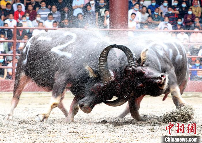 广西侗乡三江牛王争霸庆五一