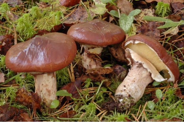 荒野维生野菜系列褐环乳牛肝菌