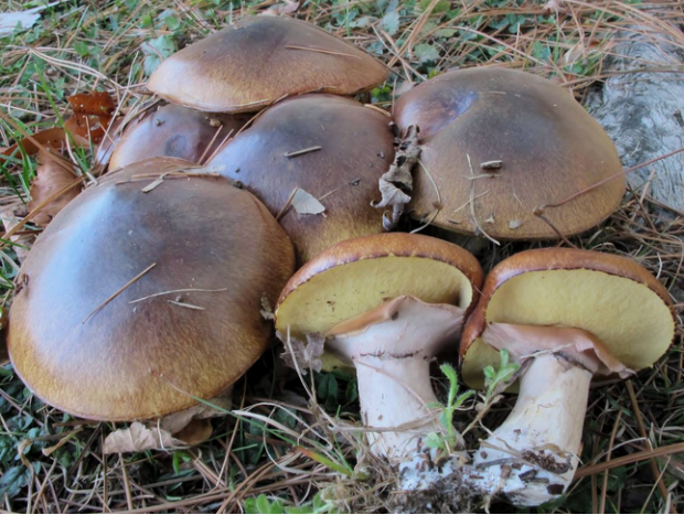 荒野维生野菜系列褐环乳牛肝菌