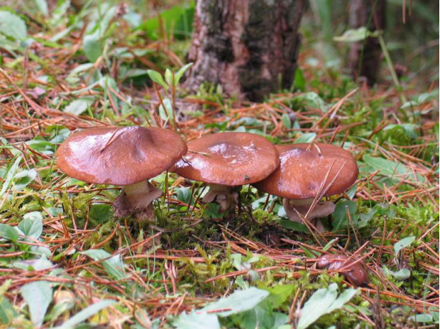 荒野维生野菜系列褐环乳牛肝菌