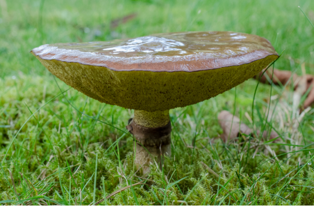 荒野维生野菜系列褐环乳牛肝菌