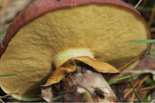 荒野维生野菜系列褐环乳牛肝菌