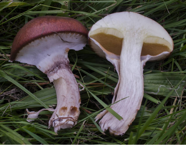 荒野维生野菜系列褐环乳牛肝菌