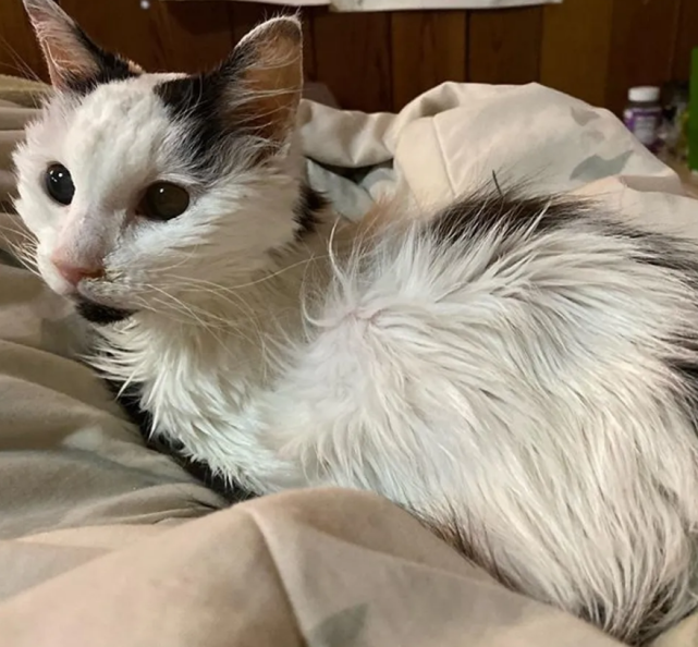 19岁的老猫生命最后一刻紧紧抱着主人的手不愿与铲屎官分离