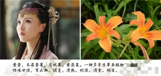 紫萱:紫萱含有丰富的蛋白质,维生素c,胡萝卜素以及钙等多种人体必需的