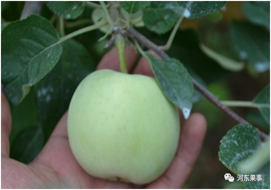 果树|要想叶片长大、果个长大，果树发芽前务必做好这几点