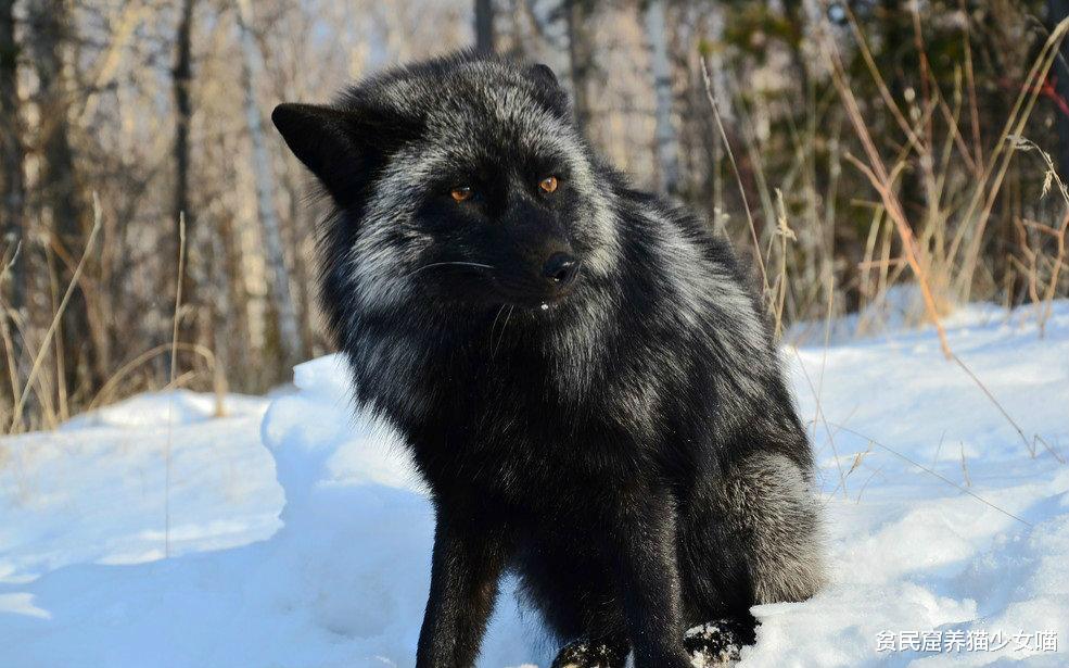 养只 妲己 做宠物 小心哦 没有想象中那么简单 腾讯新闻