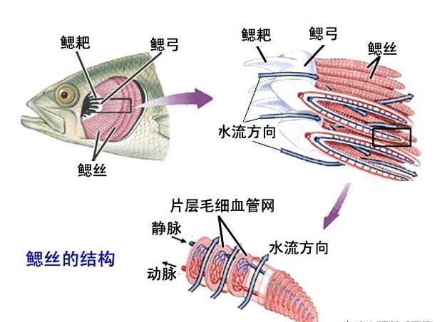 神奇的 弓鱼术 能让鱼离水几天不死 其实原理很简单 你也能会 弓鱼