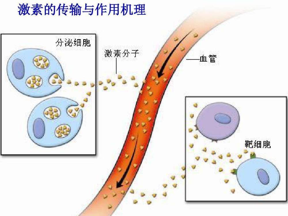 人體內的腺體分佈和激素分泌醫學科普,我們是認真的.