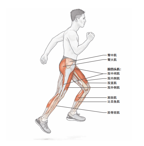 充分伸展膝关节,向前摆动腿,同时向前摆动对侧手臂来配合腿部动作