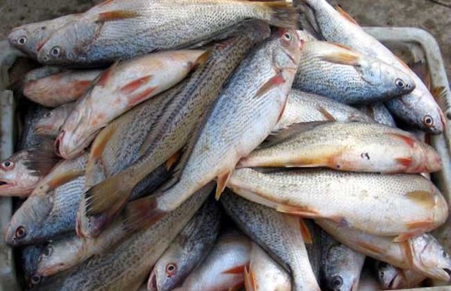 常吃鱼的人能降低体内莱普亭这种激素的水平,这对降脂减肥十分有益