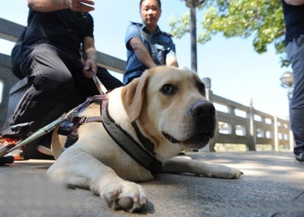 卡拉是福州市首只导盲犬(网络图片)