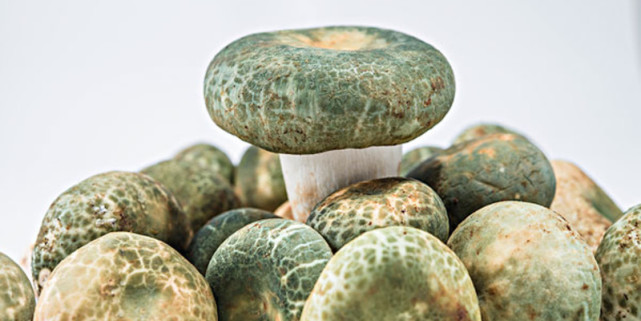 云南随处可见的"青头菌",一斤能卖100元,但有人却以为有毒