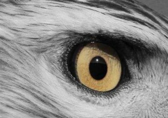 鹰眼睛可怕图片