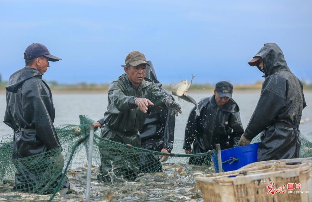 新疆呼圖壁魚豐收漁民忙