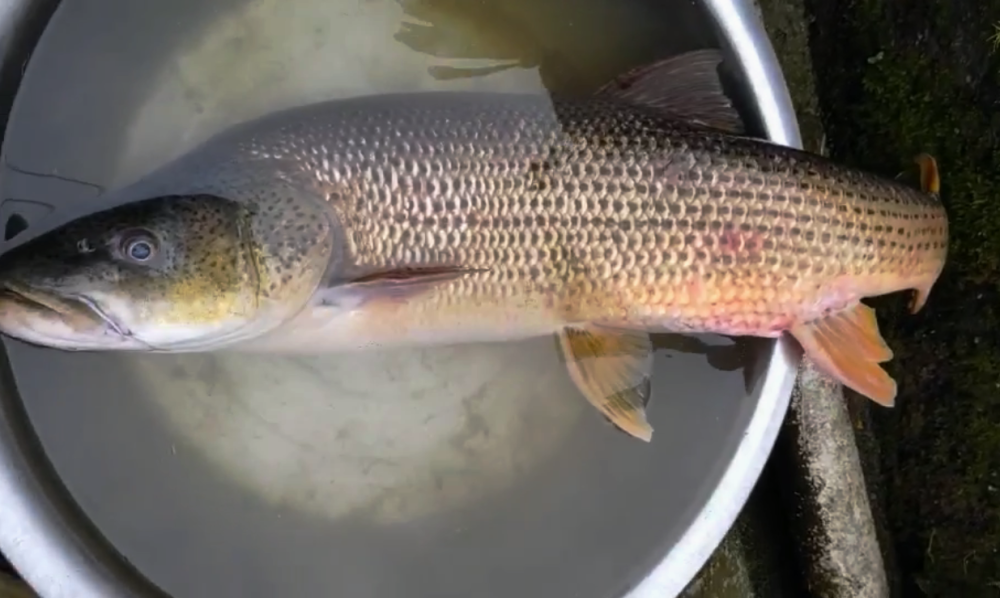 如果,这是一条鲈鲤,确实应该放生,不过,也有人认为,这其实是一条凶猛