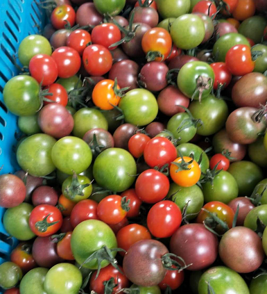 除了酸甜可口的七彩圣女果这里还有甜而多汁的"小兰"西瓜清新的黄瓤小