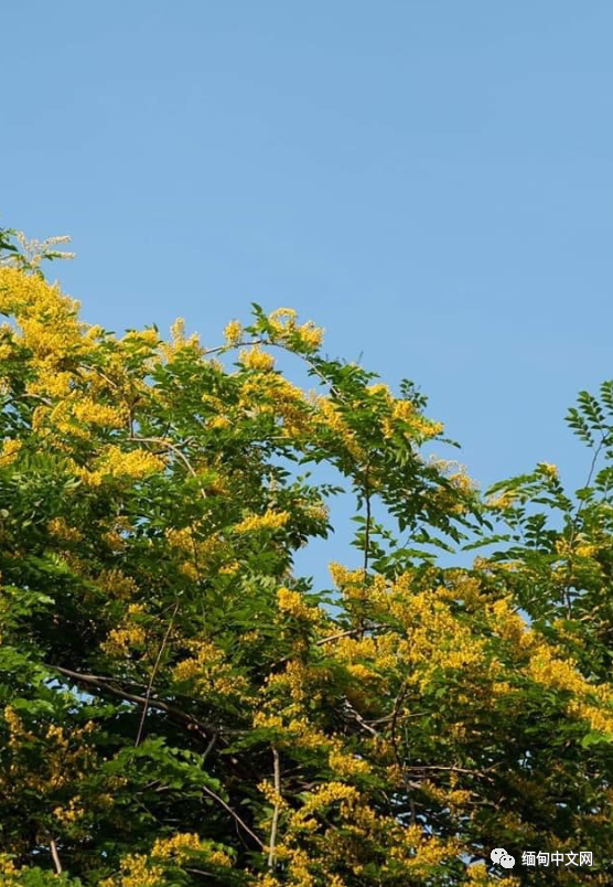 紫檀花开连昂山素季都忍不住