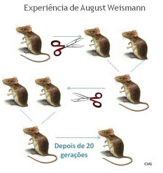 虽然拉马克学说目前已经被认为是错误的,但是他的成果对于生物进化的