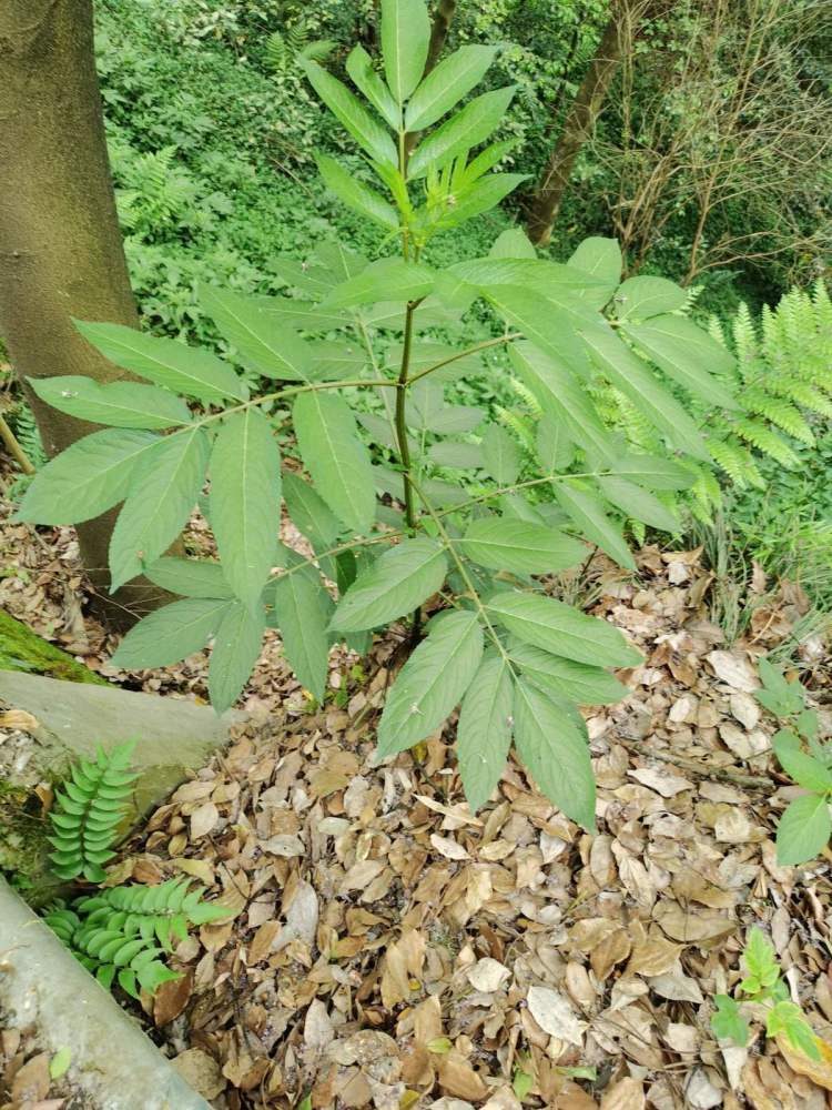 接骨草真的能接骨嗎農村地區的寶貝草見到可不能放過