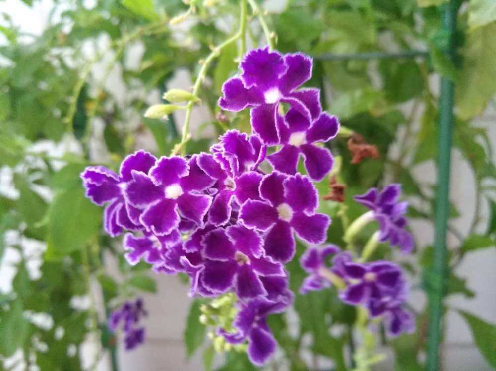 俗名就叫台湾连翘,但是它开的花却完全不是黄色的,紫色和白色居多,它