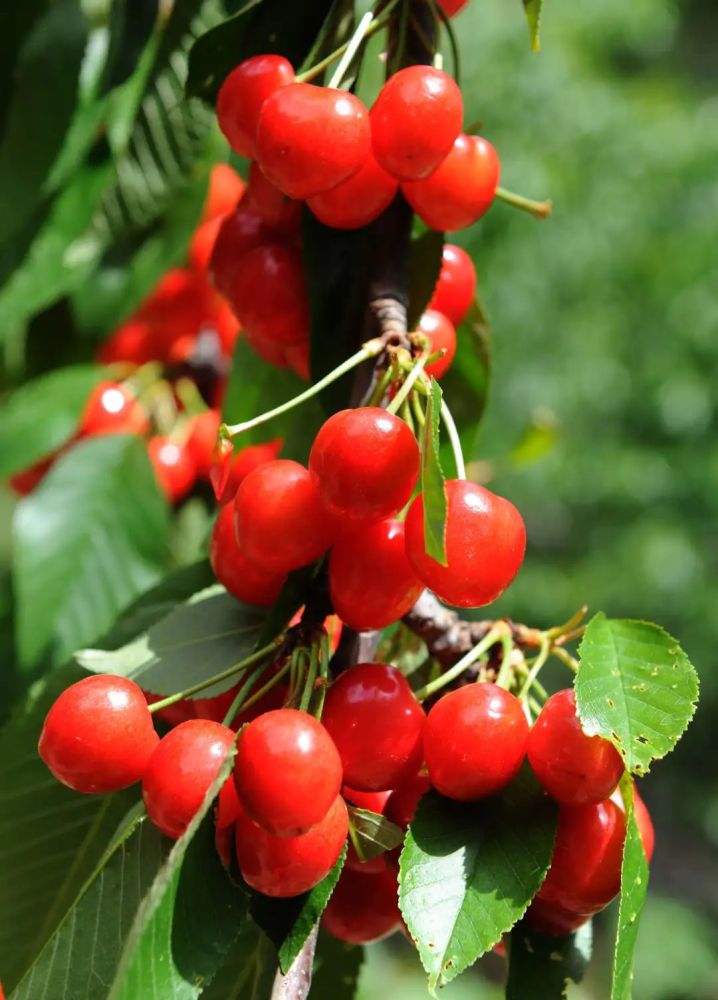 阿坝州"恩桃儿"要熟了,快来抢,手慢无!